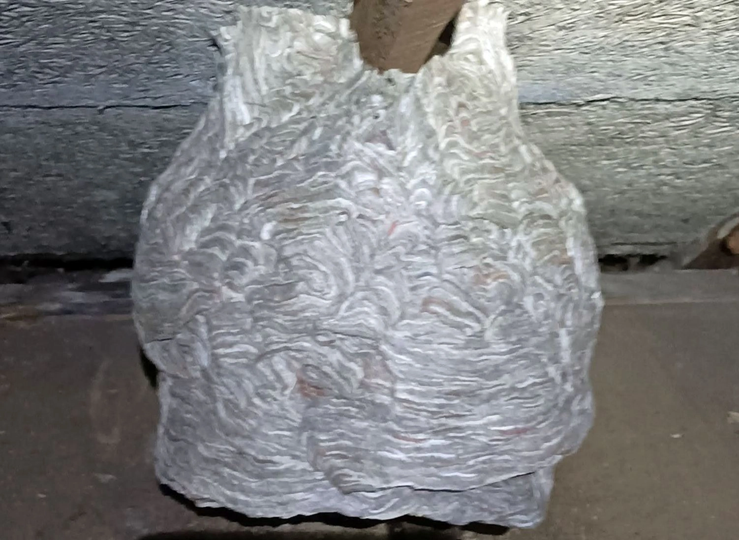 Hartsfield Pest Control — Termite Inspection